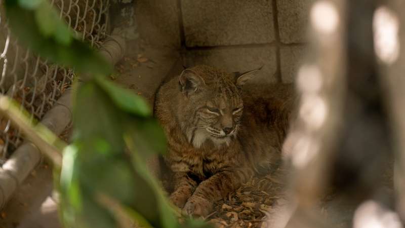 The zoo's Rufus relaxes in the shade of his exhibit.